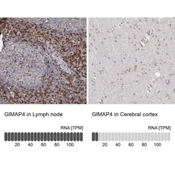 GIMAP4 Antibody, Novus Biologicals 0.1mL; Unlabeled:Antibodies, Polyclonal